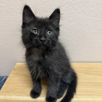 Slate -  Domestic Medium Hair Cat for Adoption in Oconto, Wisconsin - Slate | PetCurious