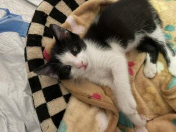 Jersey -  Domestic Short Hair Cat for Adoption in San Diego, California - Jersey | PetCurious