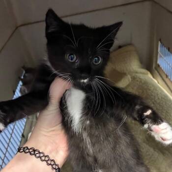 Crane -  Domestic Short Hair Cat for Adoption in Greensboro, North Carolina - Crane | PetCurious