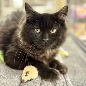 Domestic Long Hair Cats Available for Adoption - Flower | PetCurious