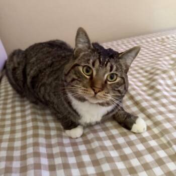 Theo & Otis -  Domestic Short Hair Cat for Adoption in Portland, Oregon - Theo & Otis | PetCurious