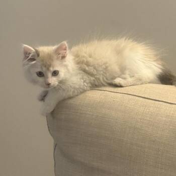 Mocha -  Domestic Long Hair Cat for Adoption in Park City, Utah - Mocha | PetCurious