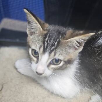 Rescue Domestic Short Hair Cats for Adoption in Wahiawa, Hawaii - Abra | PetCurious