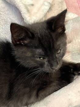 Abyssinian Cats Available for Adoption - Chase | PetCurious