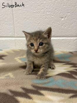 Domestic Short Hair Cats Available for Adoption in Spruce Pine, North Carolina - Silver Back | PetCurious