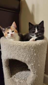 Domestic Short Hair Cats Available for Adoption in Alabaster, Alabama - Samson & Delilah  | PetCurious
