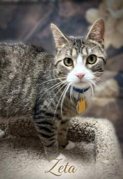 Zeta -  Domestic Short Hair Cat for Adoption in Aurora, Nebraska - Zeta | PetCurious