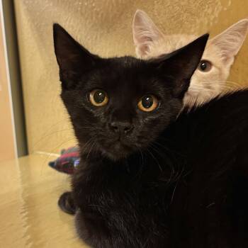 Kitty Softpaws -  Domestic Short Hair Cat for Adoption in Sonora, California - Kitty Softpaws | PetCurious