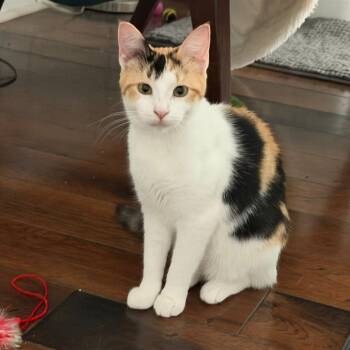 Pinball -  Domestic Short Hair Cat for Adoption in Gibsonia, Pennsylvania - Pinball | PetCurious