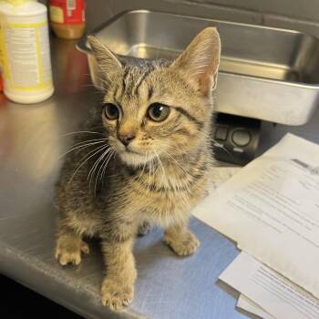 TUSC-Stray-84794 -  Domestic Short Hair Cat for Adoption in Tuscaloosa, Alabama - TUSC-Stray-84794 | PetCurious