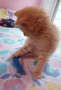Oscar * IN FOSTER * -  Domestic Medium Hair Cat for Adoption in South Bend, Indiana - Oscar * IN FOSTER * | PetCurious