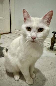Ellie -  Domestic Short Hair Cat for Adoption in Chicago, Illinois - Ellie | PetCurious