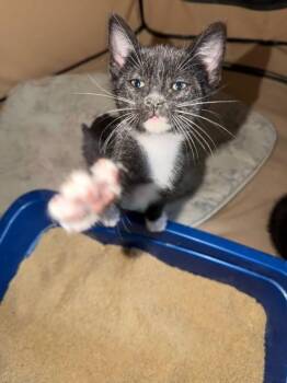 Kieran Wi -  Domestic Short Hair Cat for Adoption in West Peoria, Illinois - Kieran Wi | PetCurious