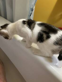 Rescue Domestic Short Hair and Tabby Cats for Adoption - Pyro | PetCurious