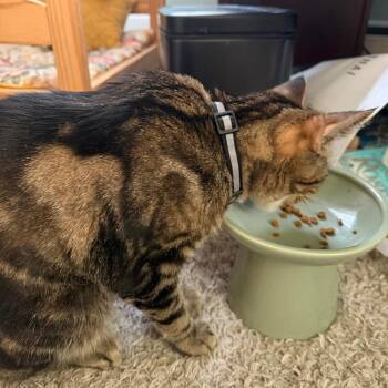Gigi C70552 -  Domestic Short Hair Cat for Adoption in Minnetonka, Minnesota - Gigi C70552 | PetCurious