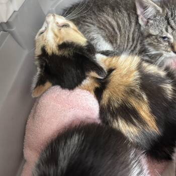 Goonba -  Domestic Short Hair Cat for Adoption in Philadelphia, Pennsylvania - Goonba | PetCurious