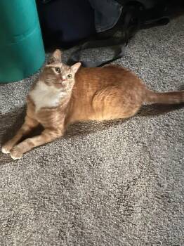 Domestic Short Hair Cats Available for Adoption in Ludington, Michigan - Serenity  | PetCurious