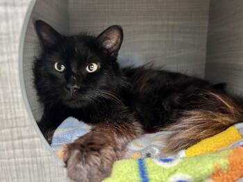 Blackberry -  Domestic Long Hair Cat for Adoption in Grand Rapids, Michigan - Blackberry | PetCurious