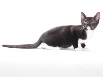 POE -  Domestic Short Hair Cat for Adoption in Burbank, California - POE | PetCurious