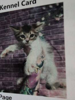 Page -  Domestic Medium Hair Cat for Adoption in Parker, Colorado - Page | PetCurious