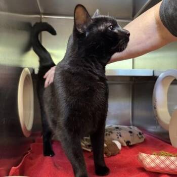 Mr Bingley -  Domestic Short Hair Cat for Adoption in Richmond, Virginia - Mr Bingley | PetCurious