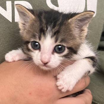 Marshall -  Domestic Short Hair Cat for Adoption in Redwood Valley, California - Marshall | PetCurious