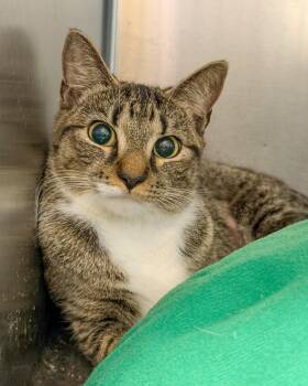 Mama Yin -  American Shorthair Cat for Adoption in Scituate, Massachusetts - Mama Yin | PetCurious