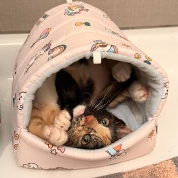 Thora -  Calico and Tuxedo Cat for Adoption in Houston, Texas - Thora | PetCurious