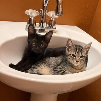 Bramble -  Domestic Short Hair Cat for Adoption in Las Vegas, Nevada - Bramble | PetCurious
