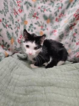 Domestic Short Hair Cats Available for Adoption - A1259232 | PetCurious