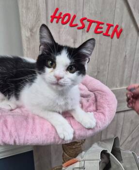 Holstein -  Domestic Short Hair Cat for Adoption in Rome, Georgia - Holstein | PetCurious