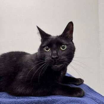 Domestic Short Hair Cats Available for Adoption - Binx | PetCurious