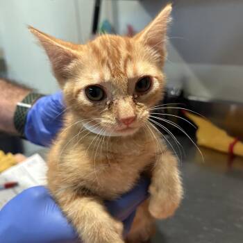 IVHS-Stray-139431 -  Domestic Short Hair Cat for Adoption in San Gabriel, California - IVHS-Stray-139431 | PetCurious