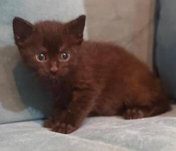 Domestic Medium Hair Cats Available for Adoption in Houston, Texas - Gina | PetCurious
