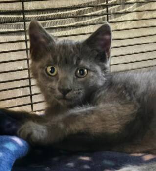 Lil Bug -  Domestic Short Hair Cat for Adoption in Shelton, Washington - Lil Bug | PetCurious