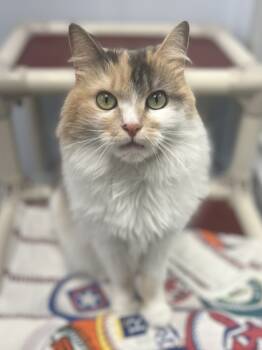 Rescue Domestic Long Hair and Domestic Short Hair Cats for Adoption in Morristown, New Jersey - Bella Boop | PetCurious