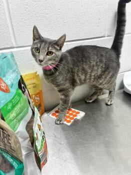 ELIANA -  Domestic Short Hair Cat for Adoption - ELIANA | PetCurious