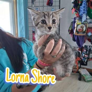 Lorna shore -  Domestic Short Hair Cat for Adoption in Hillsboro, Ohio - Lorna Shore | PetCurious