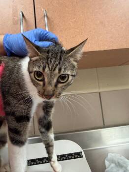 Jolene -  Domestic Short Hair Cat for Adoption in Bossier City, Louisiana - Jolene | PetCurious