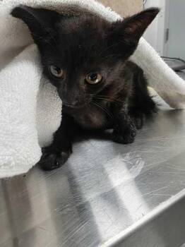 Croakie -  Domestic Short Hair Cat for Adoption in Sevierville, Tennessee - Croakie | PetCurious