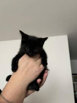 Sylver -  Domestic Medium Hair and Domestic Short Hair Cat for Adoption in Montreal, Quebec - Sylver | PetCurious