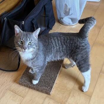 Domestic Short Hair Cats Available for Adoption in Springfield, Missouri - Charlie Chapman | PetCurious