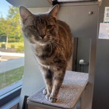 Nancy -  Domestic Short Hair Cat for Adoption in Georgetown, Kentucky - Nancy | PetCurious