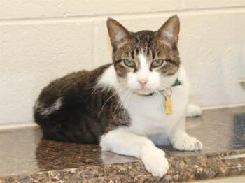 Domestic Short Hair Cats Available for Adoption in St. Louis, Missouri - JEFF | PetCurious