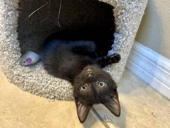 Sprinkles -  Domestic Short Hair Cat for Adoption in Longwood, Florida - Sprinkles | PetCurious