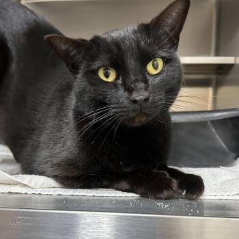 Domestic Short Hair Cats Available for Adoption - Velaris 28415 | PetCurious