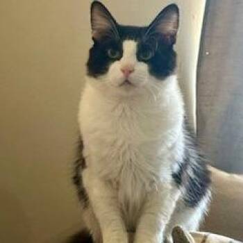 Gojo 8000 -  Domestic Long Hair Cat for Adoption in Hamilton, Georgia - Gojo 8000 | PetCurious