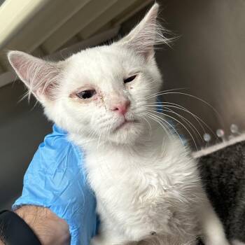 Einstein Roswell -  Siamese Cat for Adoption in Denver, Colorado - Einstein Roswell | PetCurious