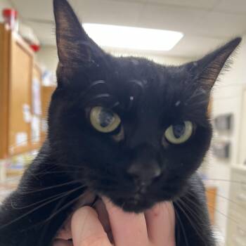 Rescue Domestic Short Hair Cats for Adoption in Pekin, Illinois - Mittens | PetCurious