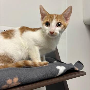 Orlando -  Domestic Short Hair Cat for Adoption in West Palm Beach, Florida - Orlando | PetCurious